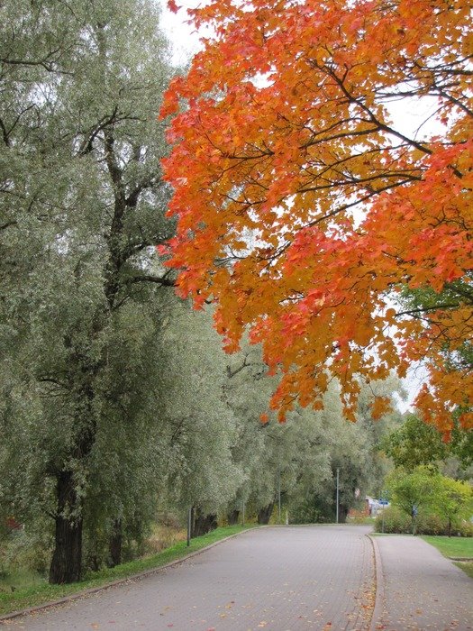autumn coloured maple view