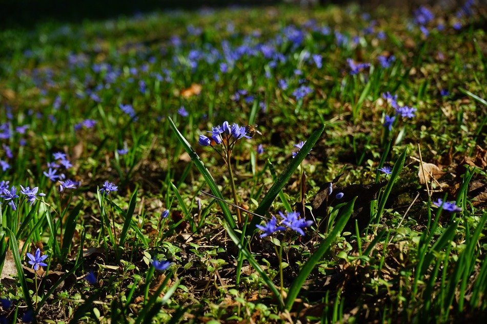 blue star in spring