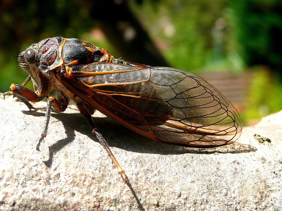 Cicada on the wood