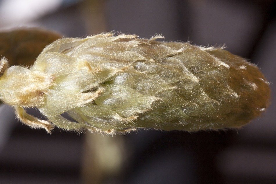 inflorescence of glycinen