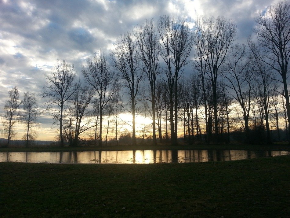 Trees near the lake in the evening.