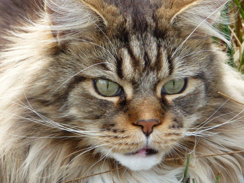 muzzle of big cat close up