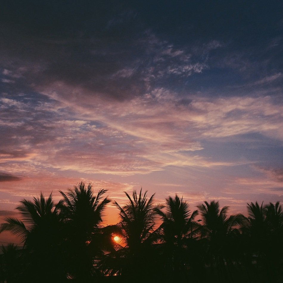 setting sun in palms