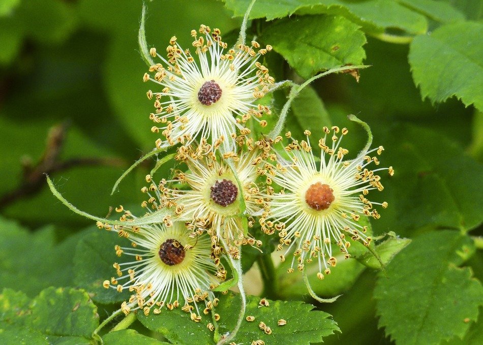 withered thimble berry blossoms