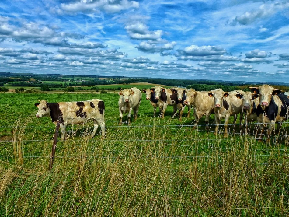 Cows in a meadow in France
