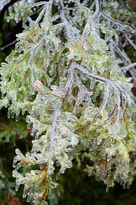 Frozen green plant