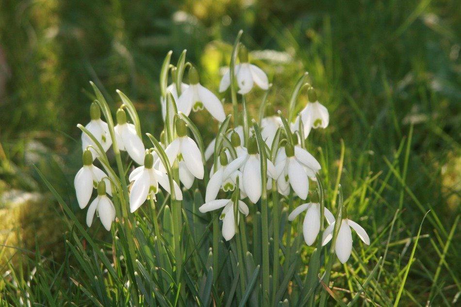 delicate white snowdrop