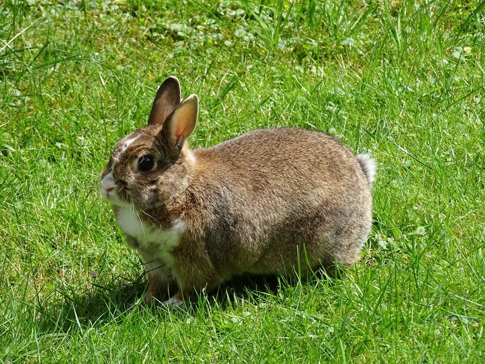 rabbit on a green meadow