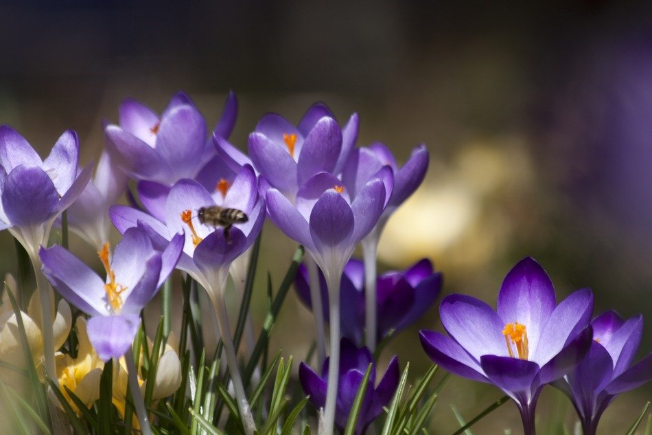 beautiful crocus photo