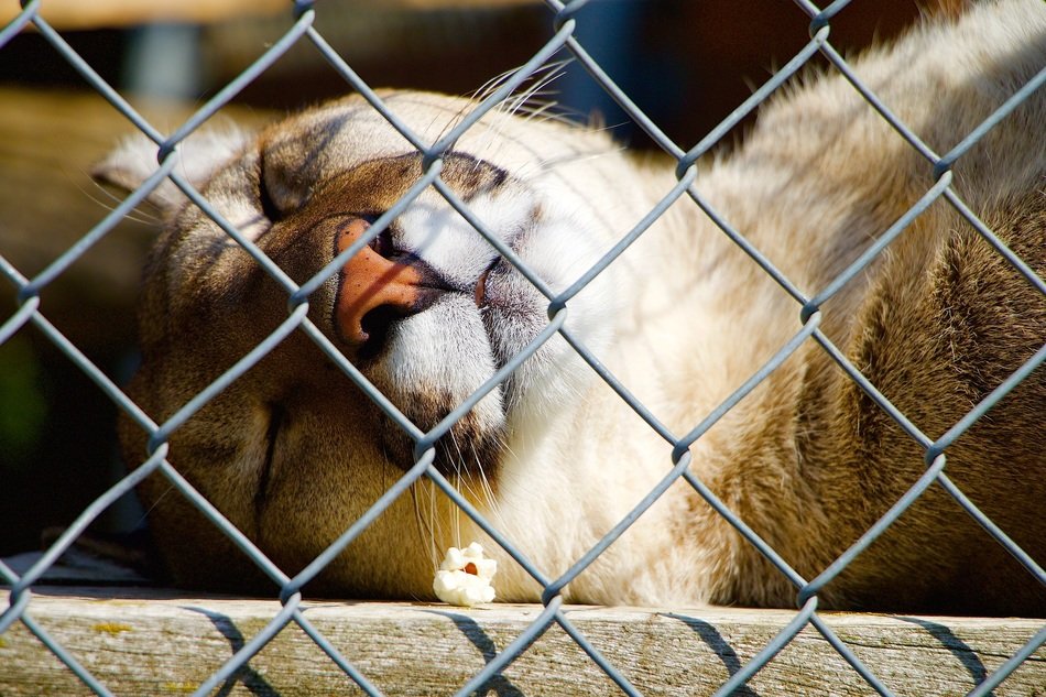 cougar behind the net close up