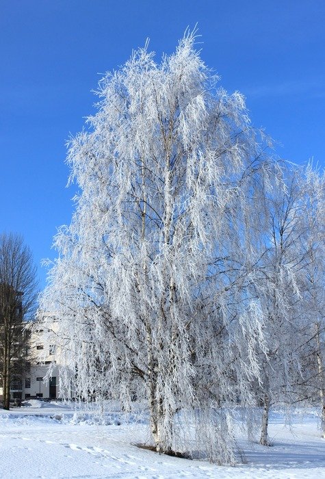 white tree in frosty weather in finland