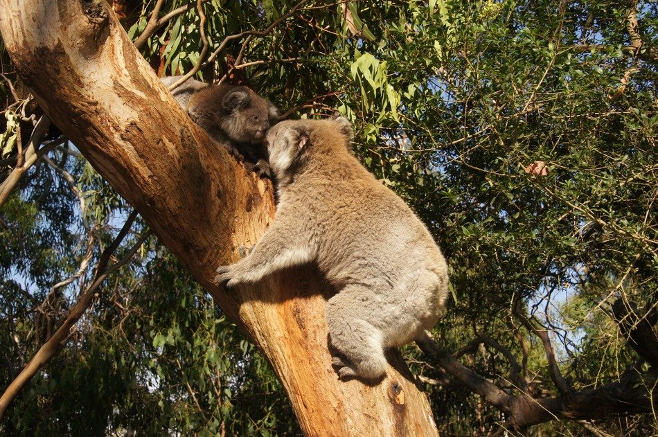 koala on the tree