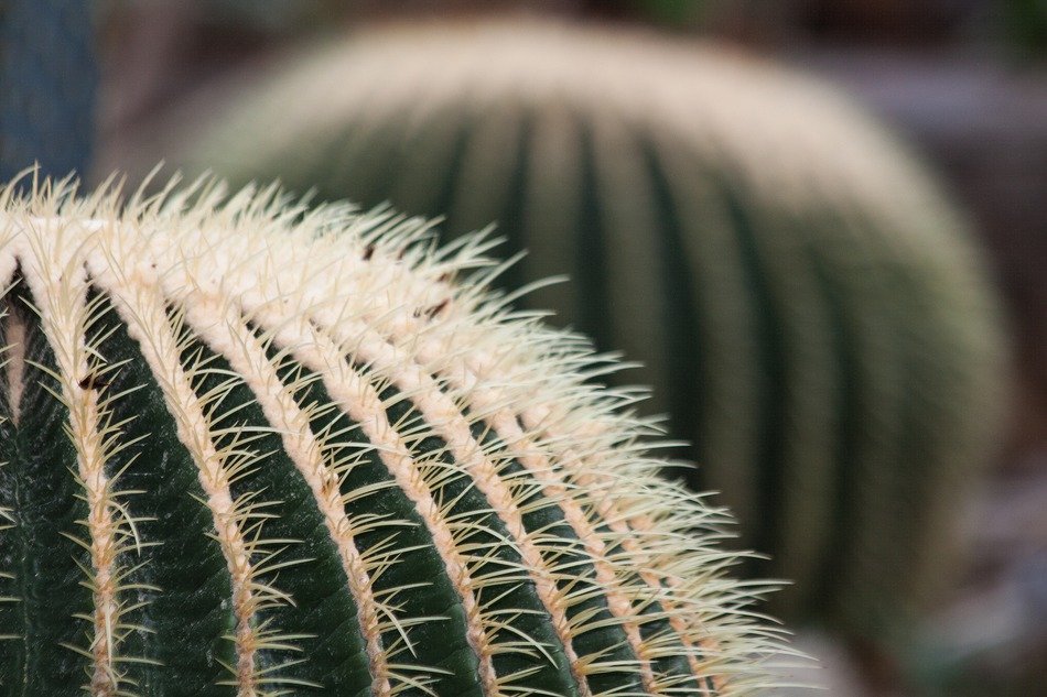 golden ball cactus mexico