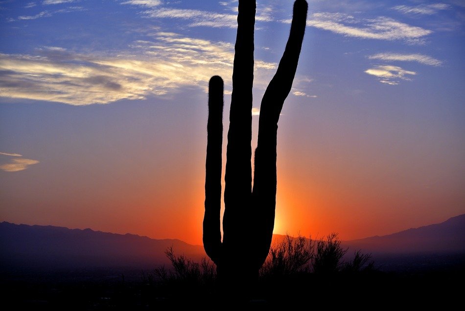 Cactus and beautiful sunrise in Arizona