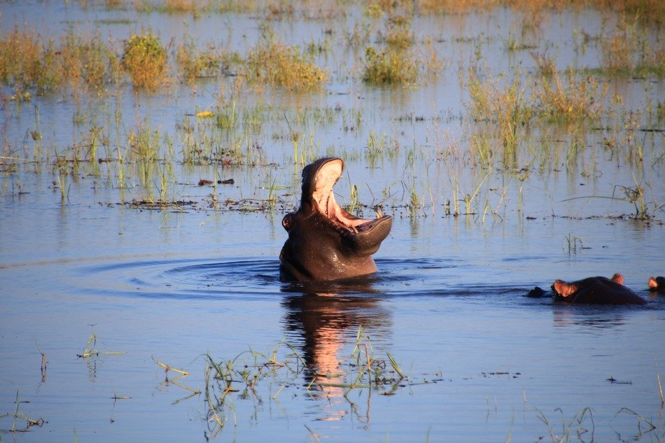 hippo in the river