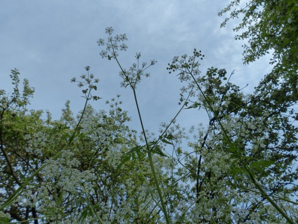 splendiferous parsley blossom