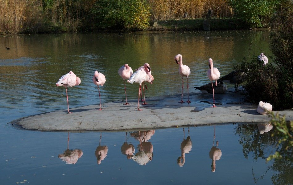 flamingos in zoo