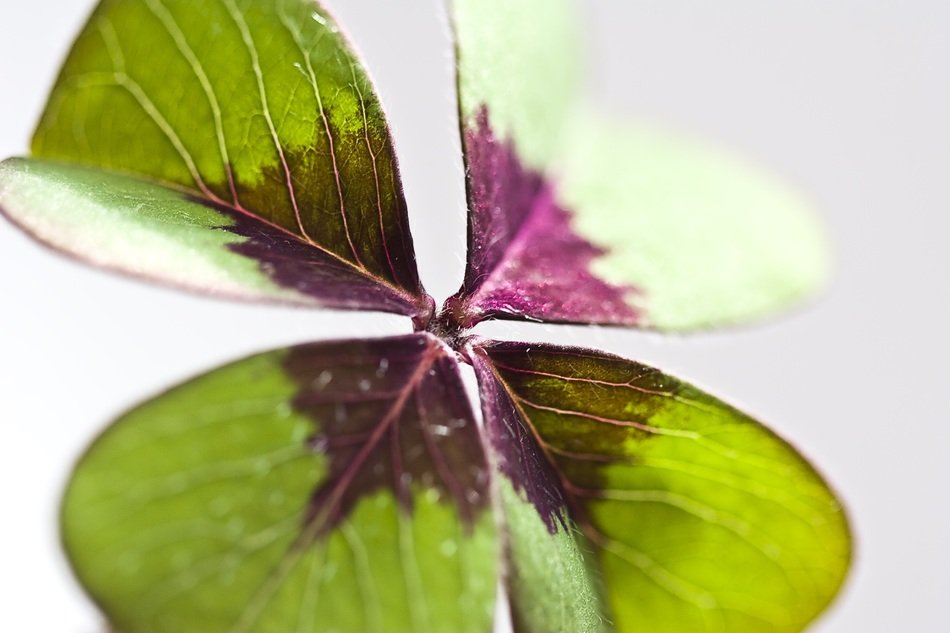 splendiferous lucky clover