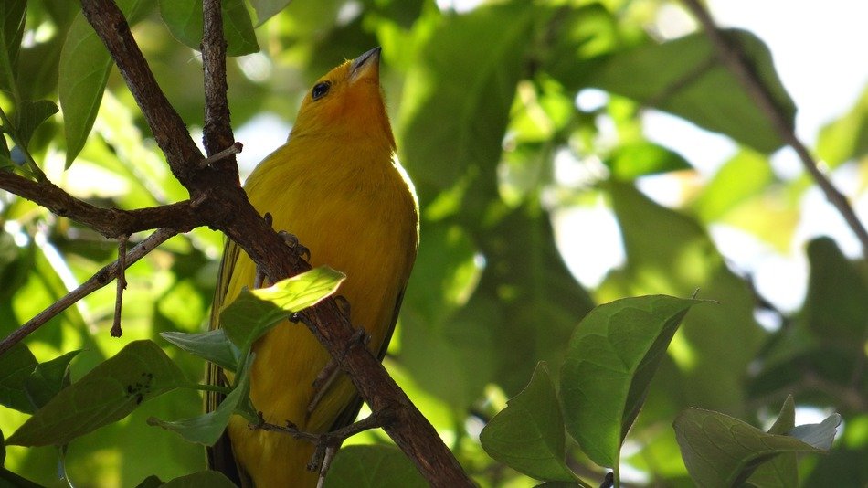 canary on branch
