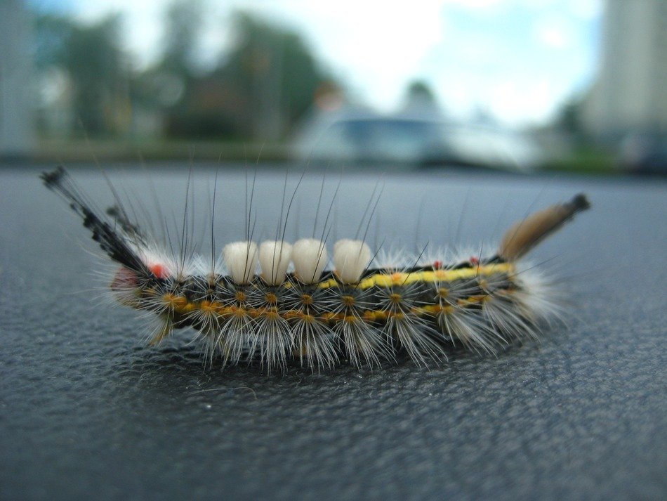 hairy caterpillar on the road