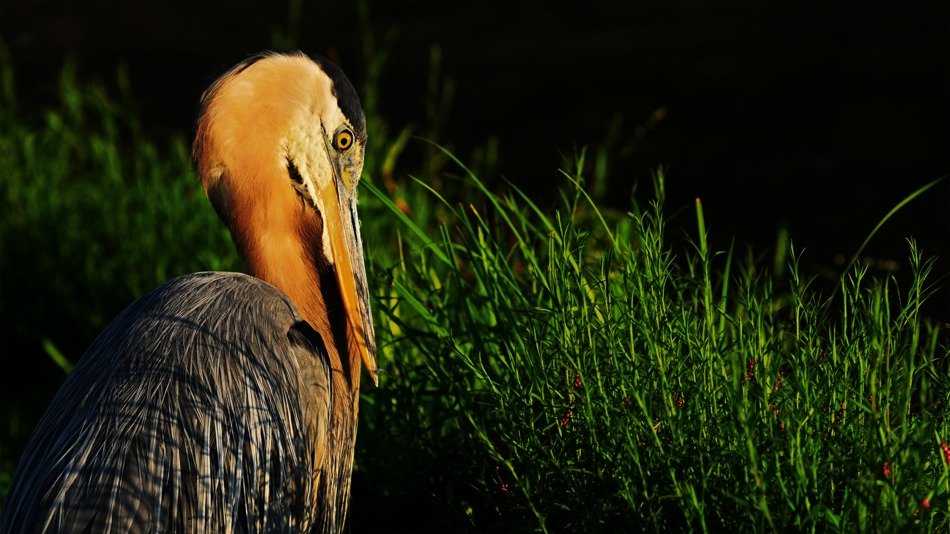 blue heron with beautiful plumage in the countryside