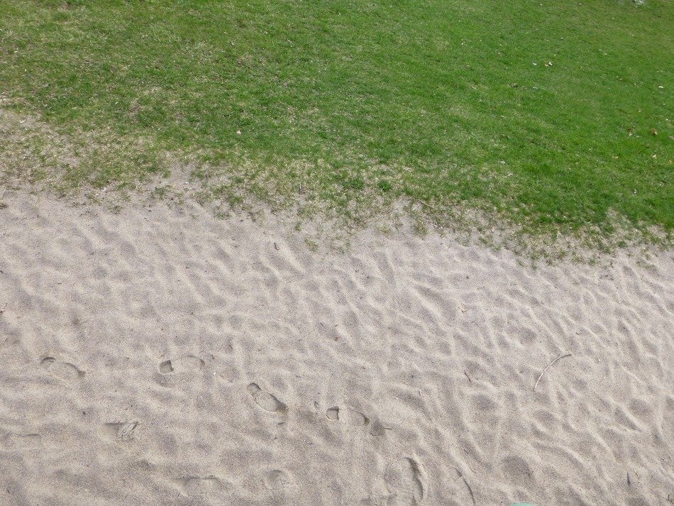picture of the grass on a sand