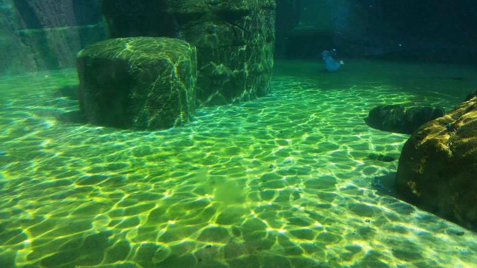 underwater view of the aquarium