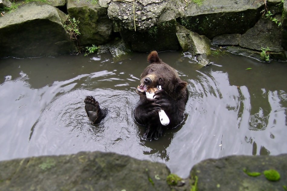 the bear animal