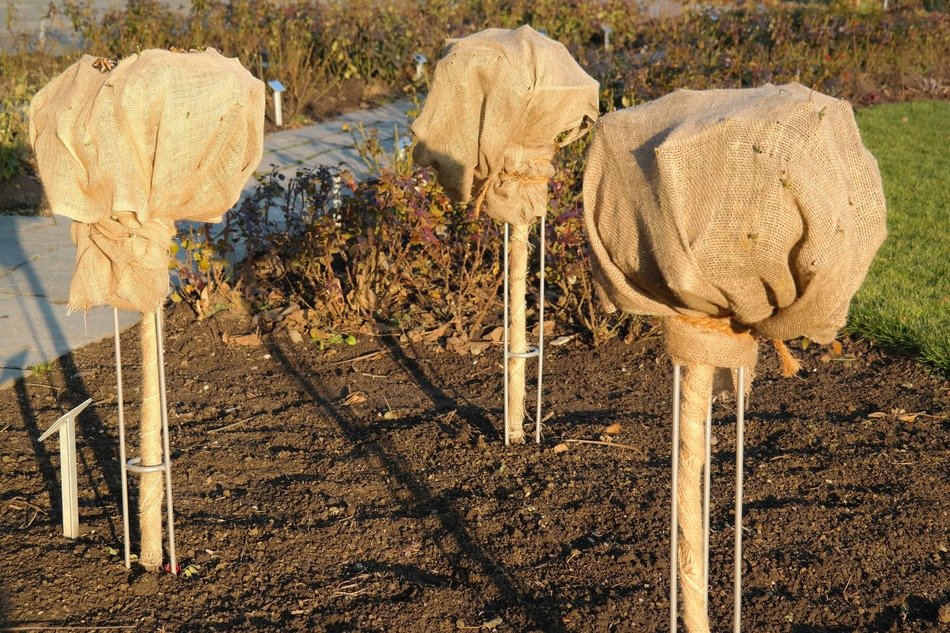 Frost protection of rose bushes
