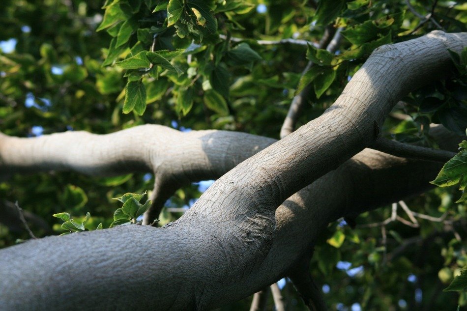 white stinkwood close up