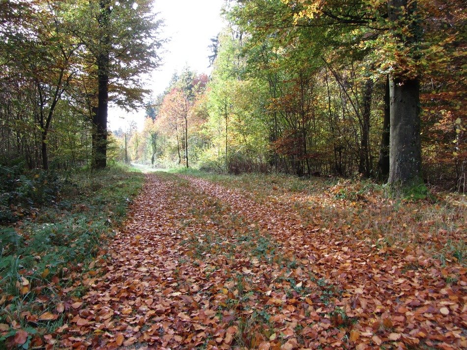 forest path in the autumn
