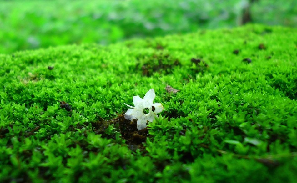white flower in the moss