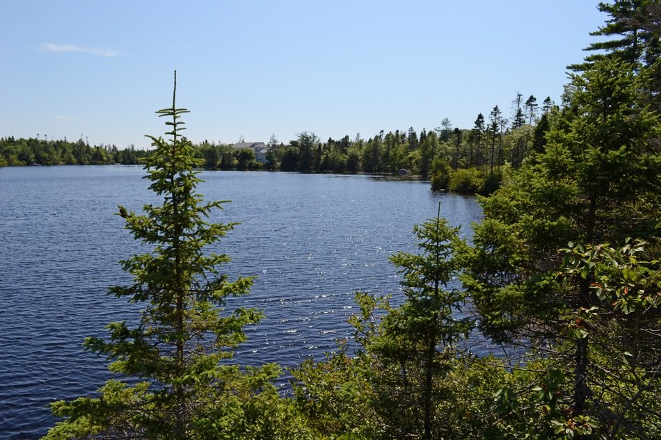 lake between green trees in scotland