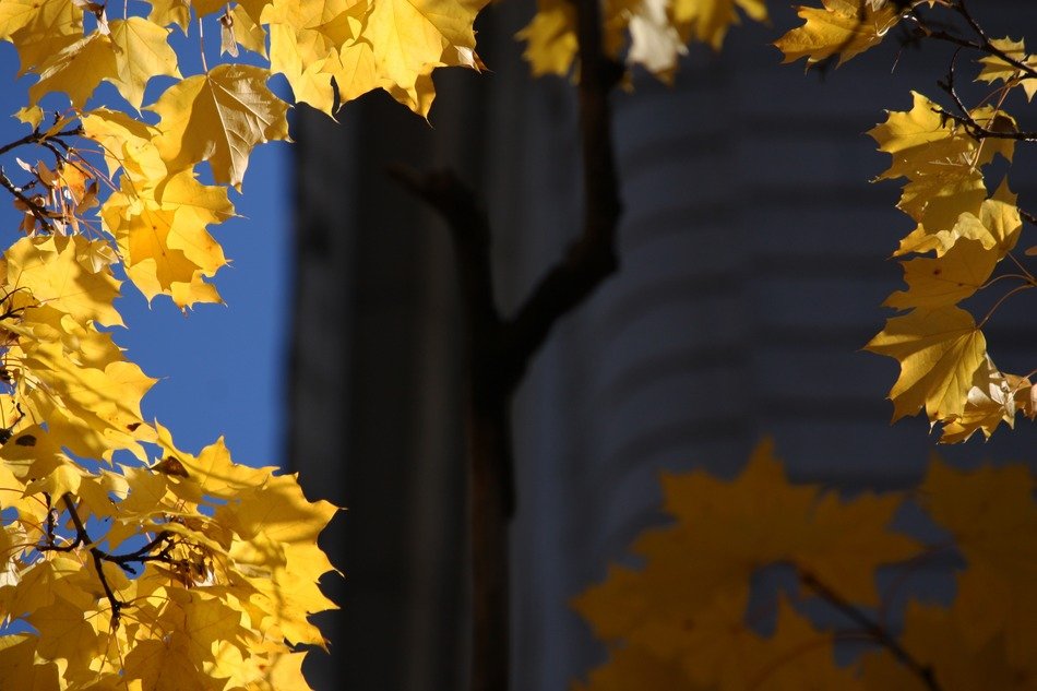 wall by branch with yellow leaves
