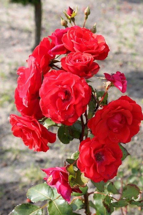 many buds on the rose