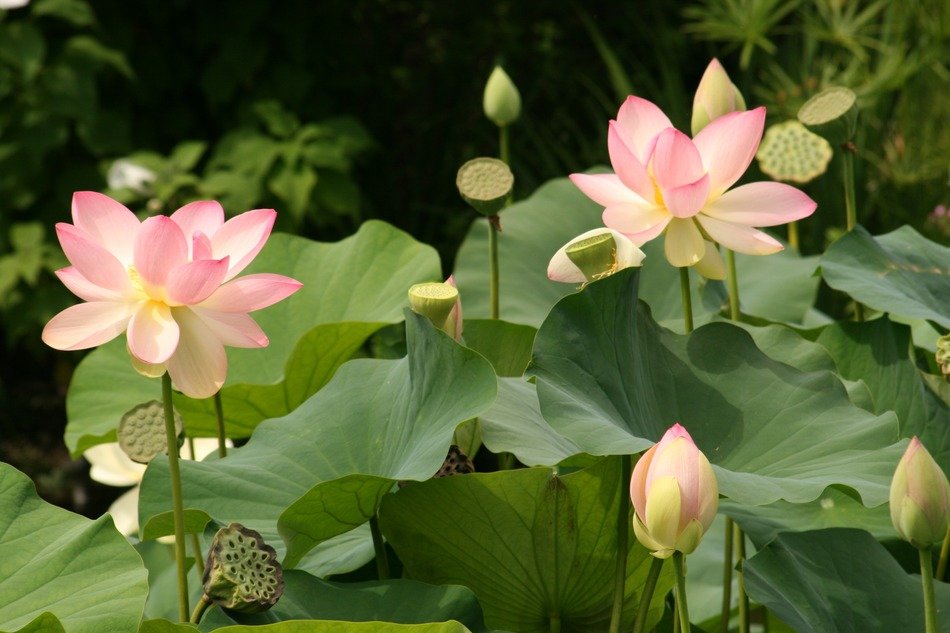 picture of the lotus flowers