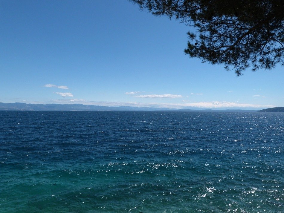 branches over the ocean