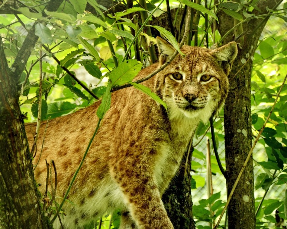 hunting lynx in the forest