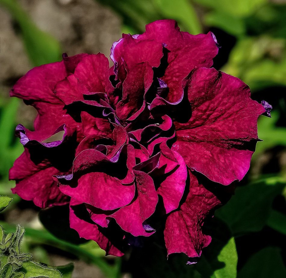burgundy natural flower