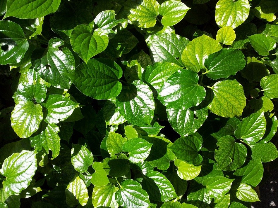 Wet green foliage