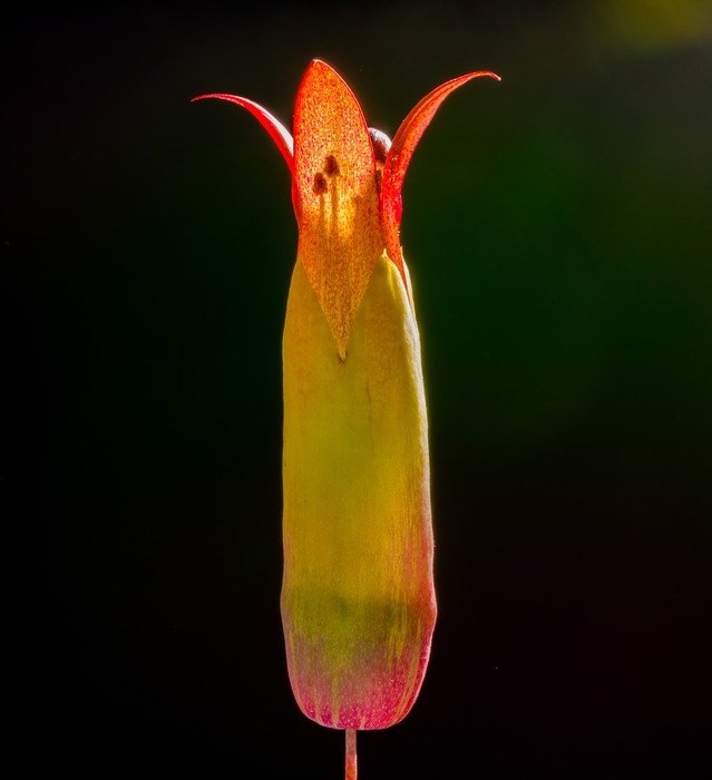 plant blossom on blurred background