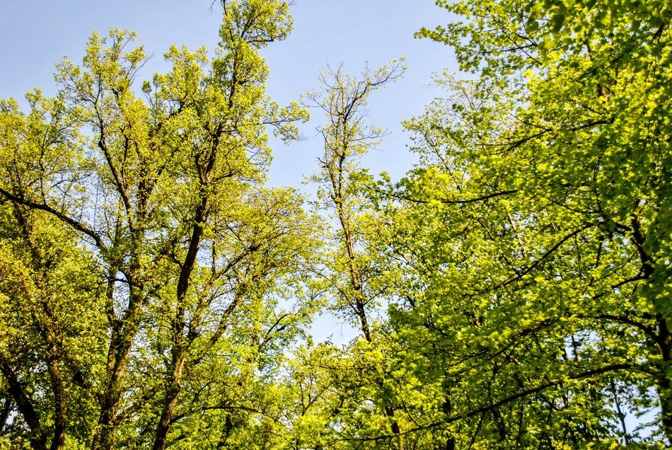 View of the trees