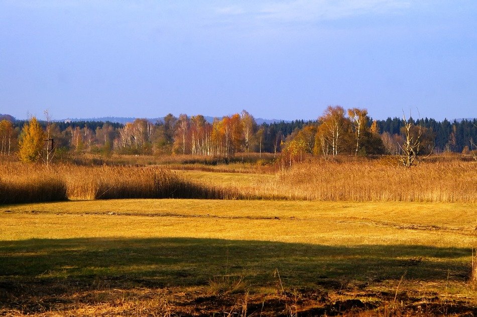 landscape of Yellow fields near the forest