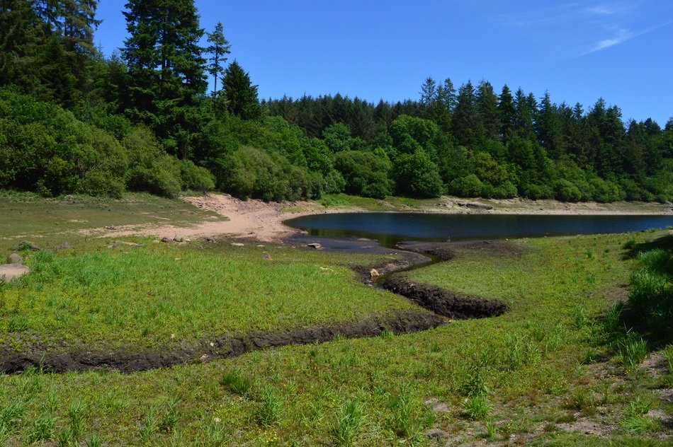 trenchford reservoir water in green forest