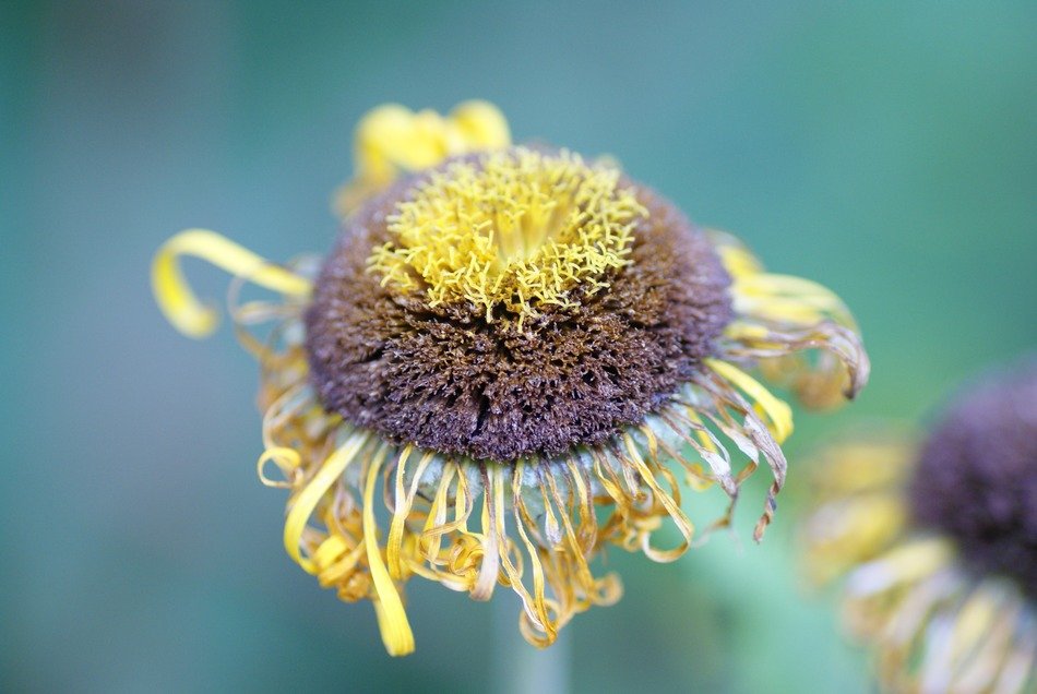 closeup photo of the faded flower on blurred background