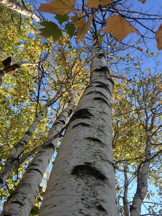 birch close up branch leaves