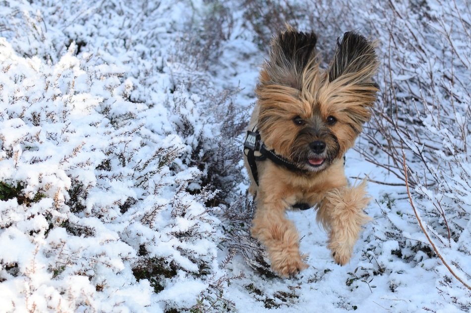 dog jumps in the snow