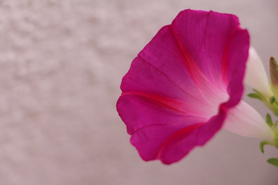 fragile pink flowers in the garden