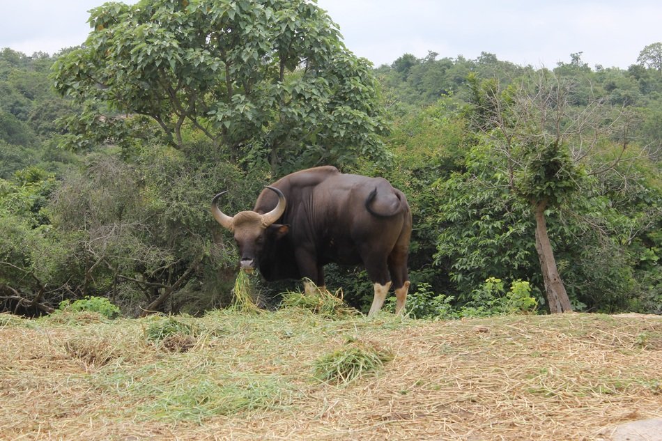 bison in the forest in india