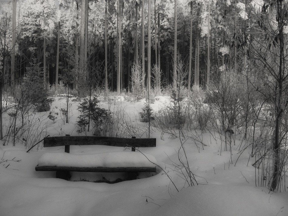 snow magic in the park